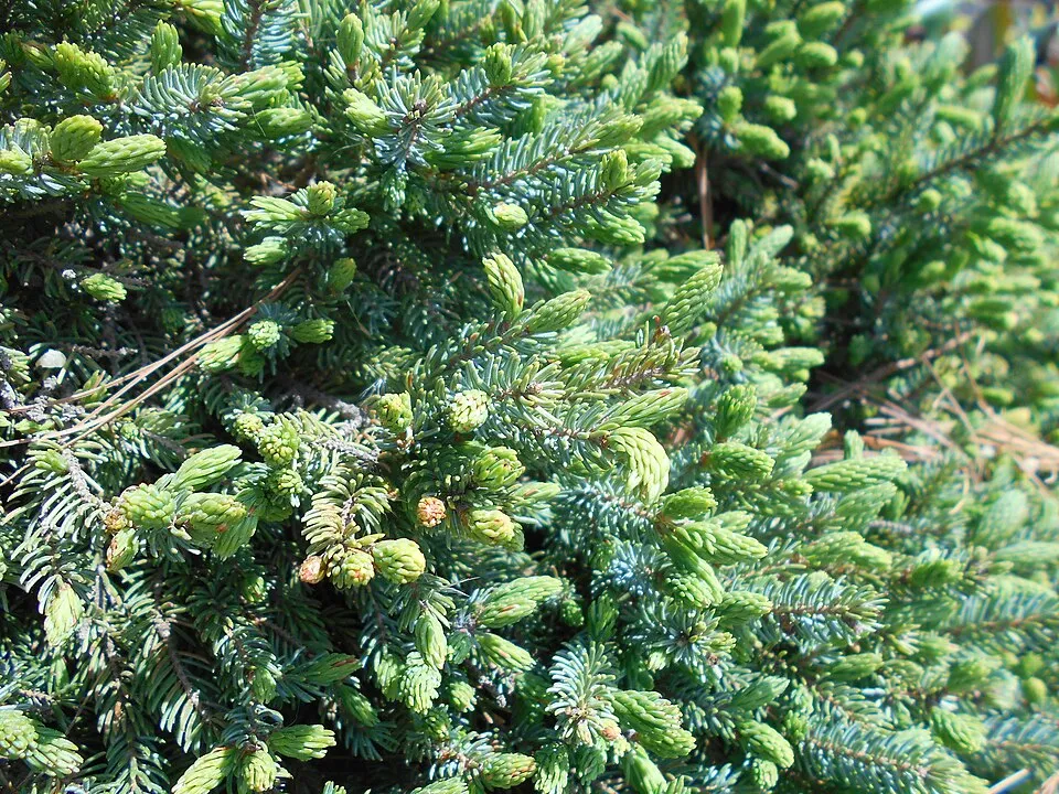 Törpe gömb, cukorsüvegfenyő / Picea glauca 'Echiniformis'
