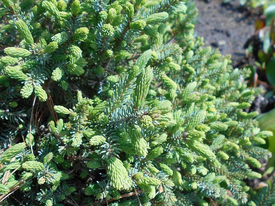 Törpe gömb, cukorsüvegfenyő / Picea glauca 'Echiniformis'