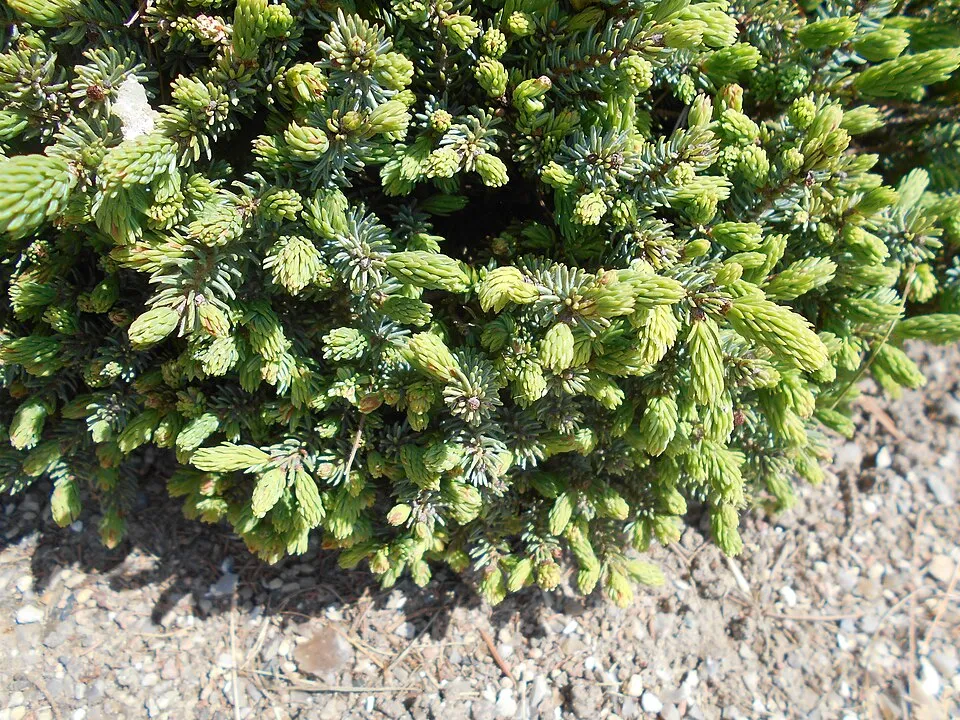 Törpe gömb, cukorsüvegfenyő / Picea glauca 'Echiniformis'
