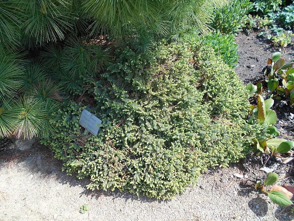 Törpe gömb, cukorsüvegfenyő / Picea glauca 'Echiniformis'