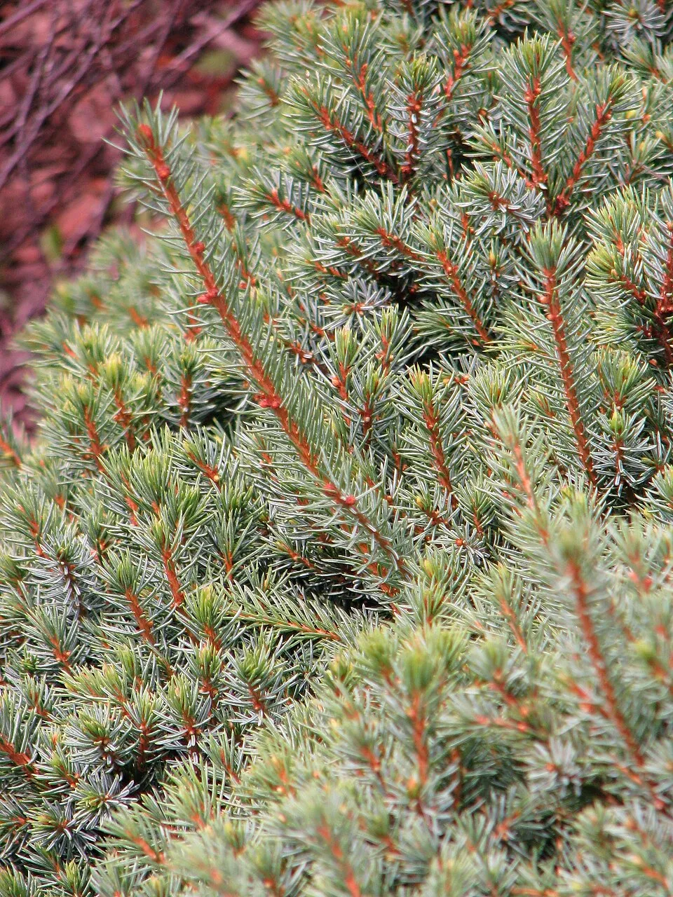 Törpe gömb, cukorsüvegfenyő / Picea glauca 'Echiniformis'