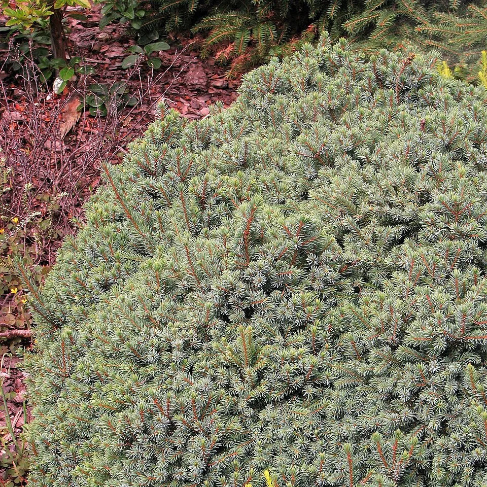Törpe gömb, cukorsüvegfenyő / Picea glauca 'Echiniformis'