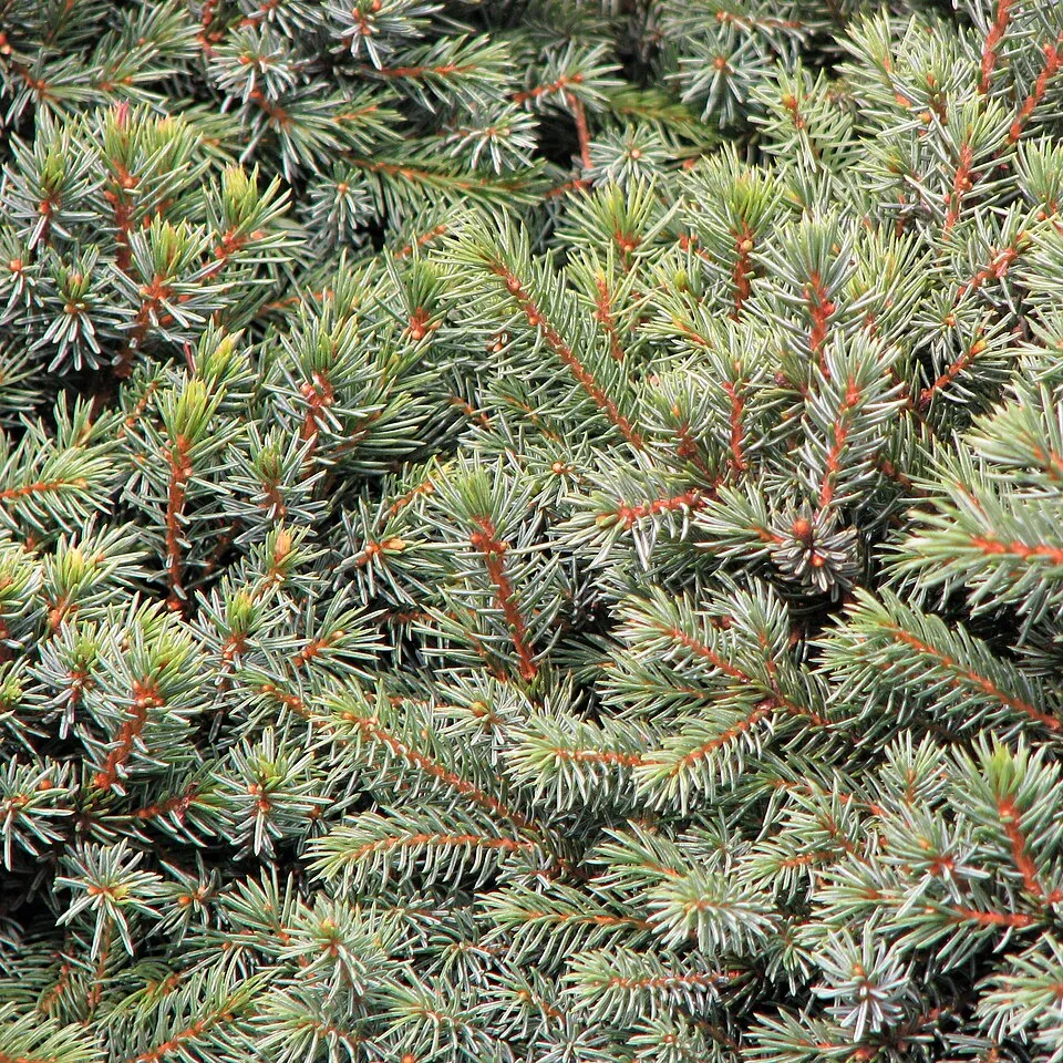 Törpe gömb, cukorsüvegfenyő / Picea glauca 'Echiniformis'