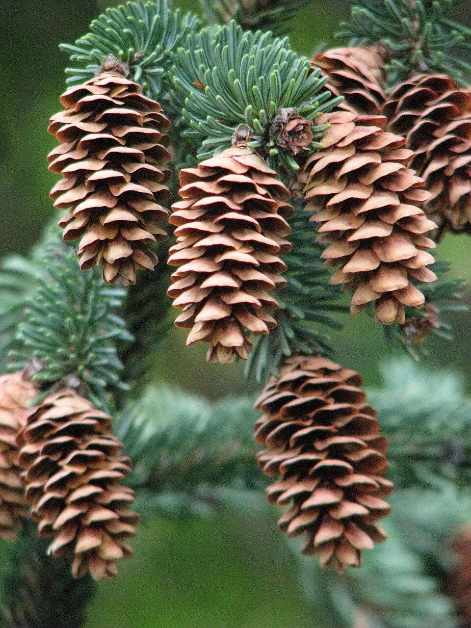 Sárga cukorsüvegfenyő / Picea glauca 'Rainbow's End'