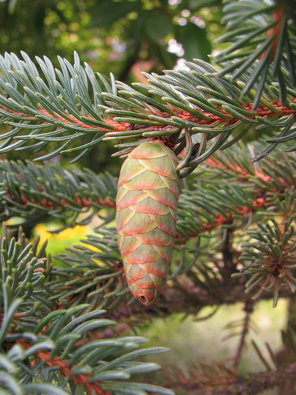 Sárga cukorsüvegfenyő / Picea glauca 'Rainbow's End'
