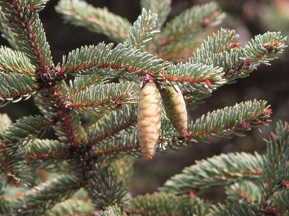 Sárga cukorsüvegfenyő / Picea glauca 'Rainbow's End'