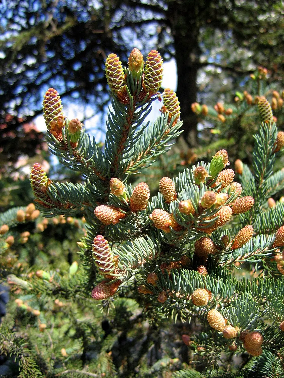 Sárga cukorsüvegfenyő / Picea glauca 'Rainbow's End'