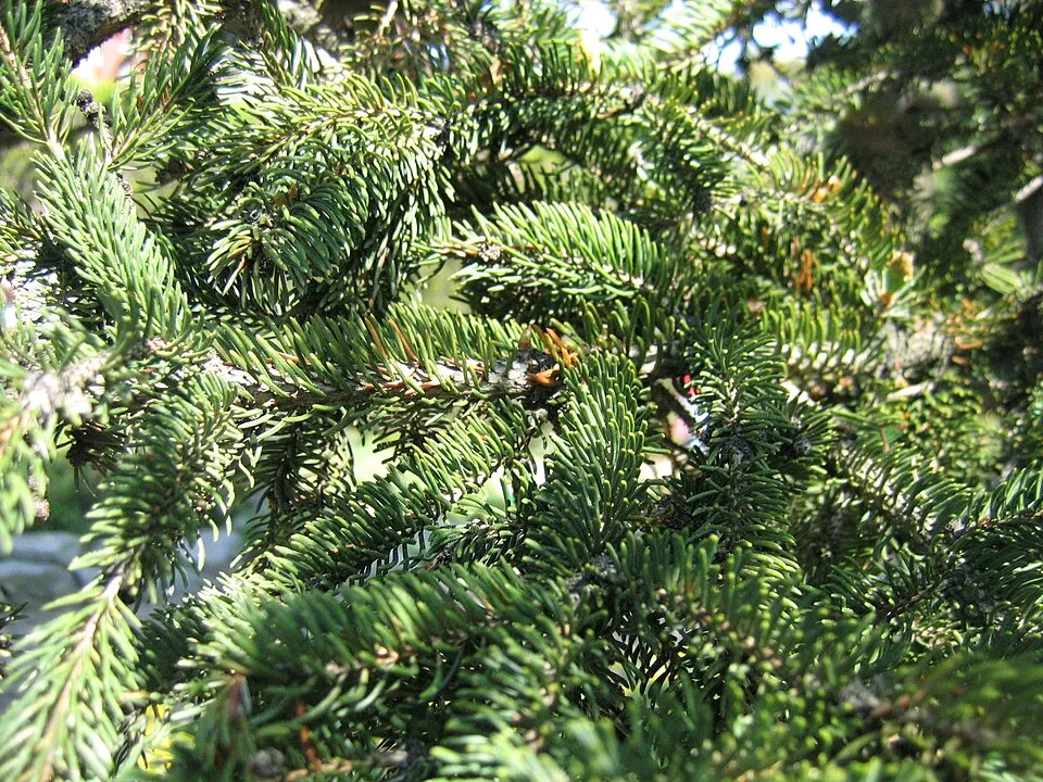 Sárga cukorsüvegfenyő / Picea glauca 'Rainbow's End'