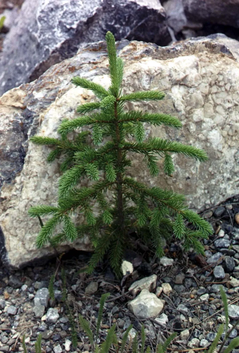 Sárga cukorsüvegfenyő / Picea glauca 'Rainbow's End'