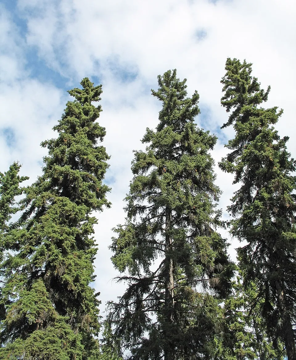 Sárga cukorsüvegfenyő / Picea glauca 'Rainbow's End'