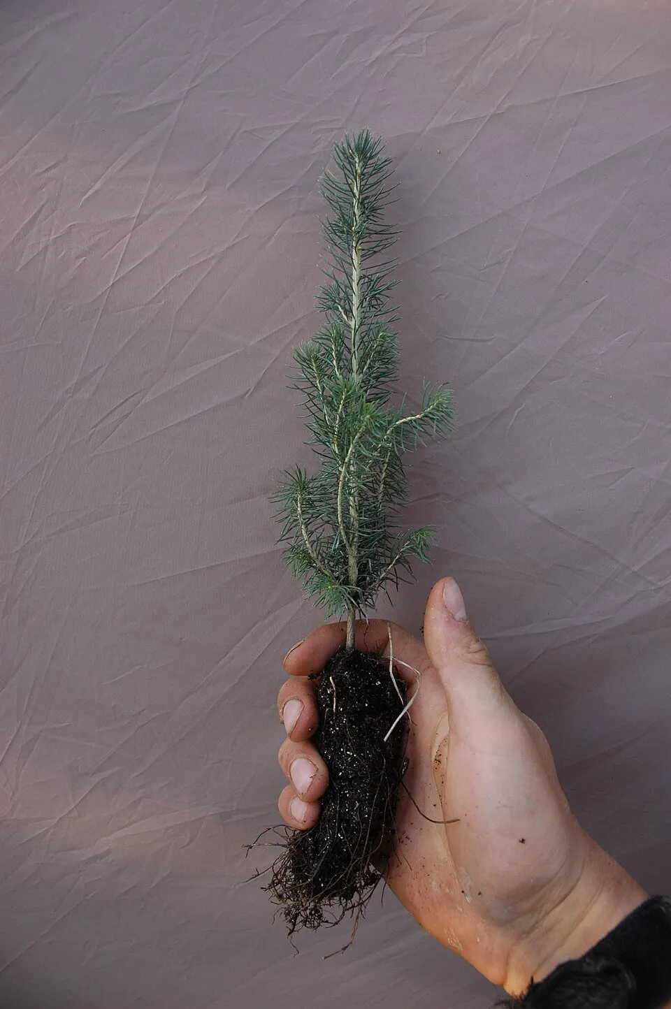 Sárga cukorsüvegfenyő / Picea glauca 'Rainbow's End'
