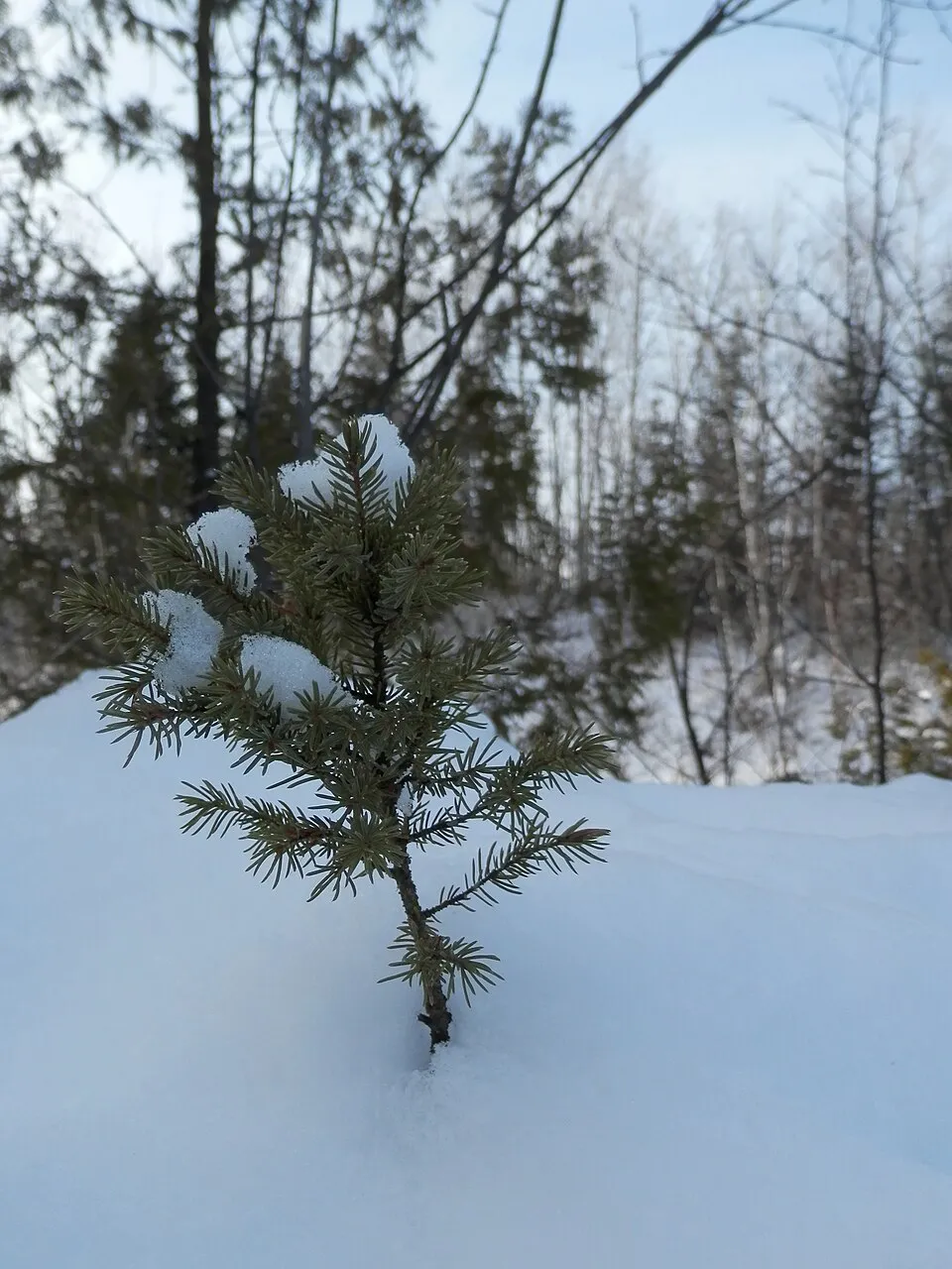 Sárga cukorsüvegfenyő / Picea glauca 'Rainbow's End'
