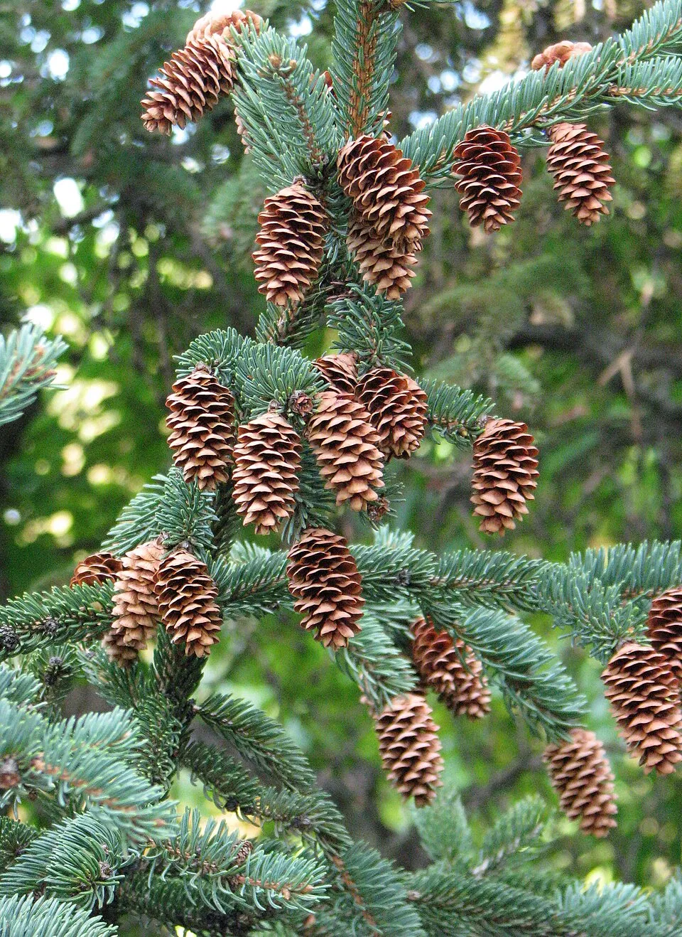 Sárga cukorsüvegfenyő / Picea glauca 'Rainbow's End'