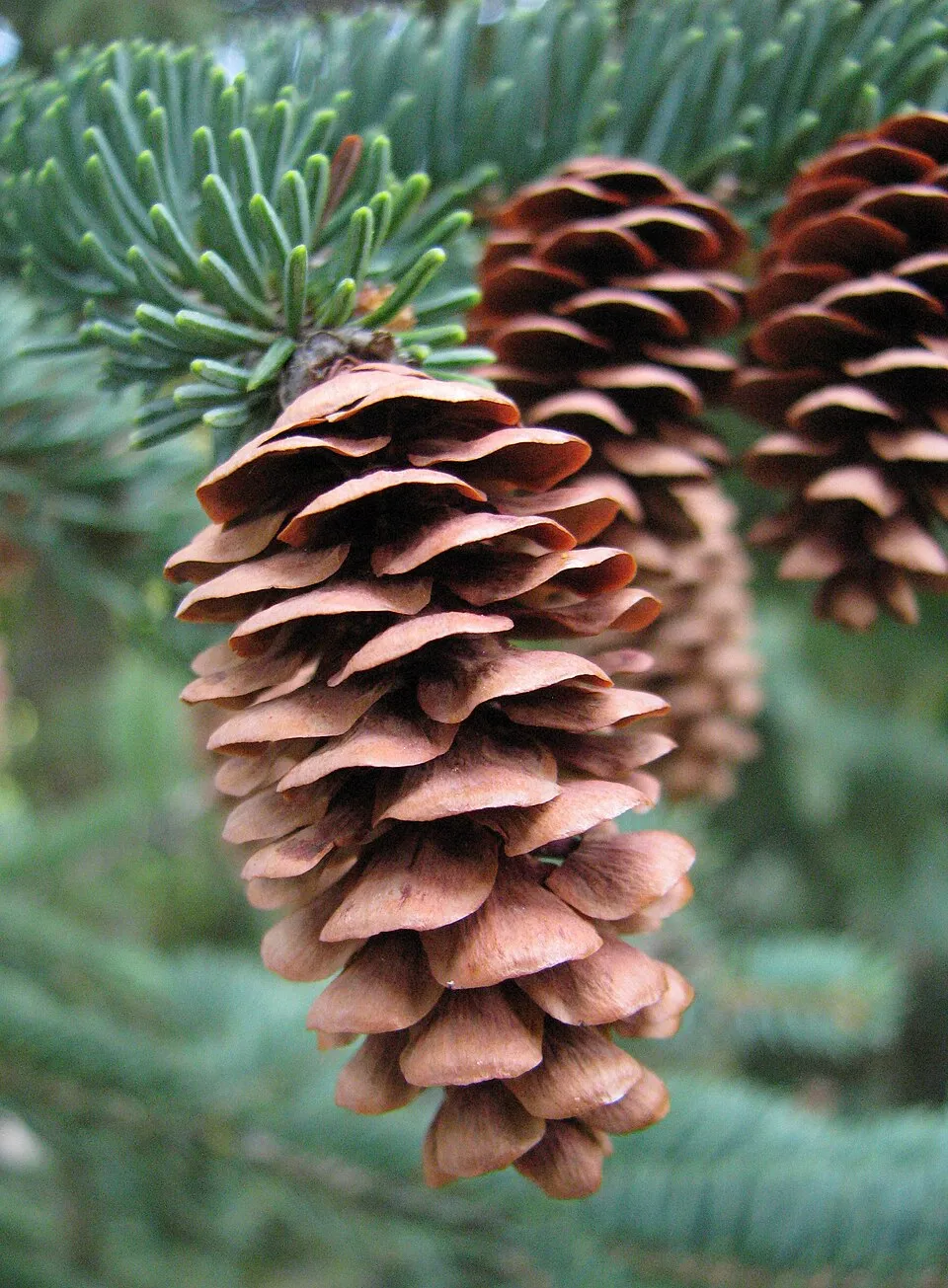 Sárga cukorsüvegfenyő / Picea glauca 'Rainbow's End'