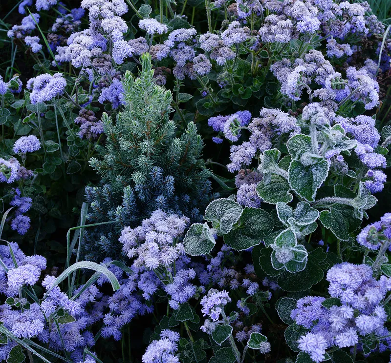 Kék cukorsüvegfenyő / Picea glauca 'Sander's Blue'
