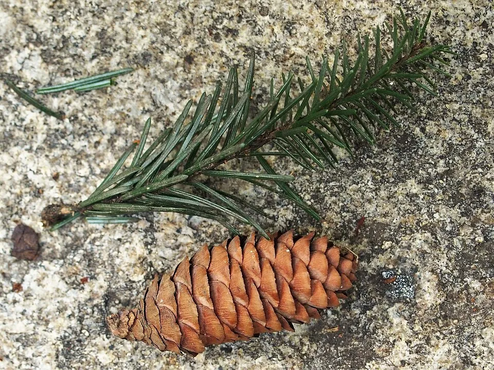 Törpe, gömb szerb lucfenyő / Picea omorika 'Karel'