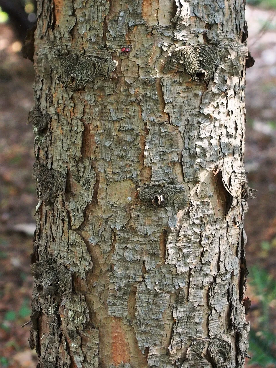 Törpe, gömb szerb lucfenyő / Picea omorika 'Karel'