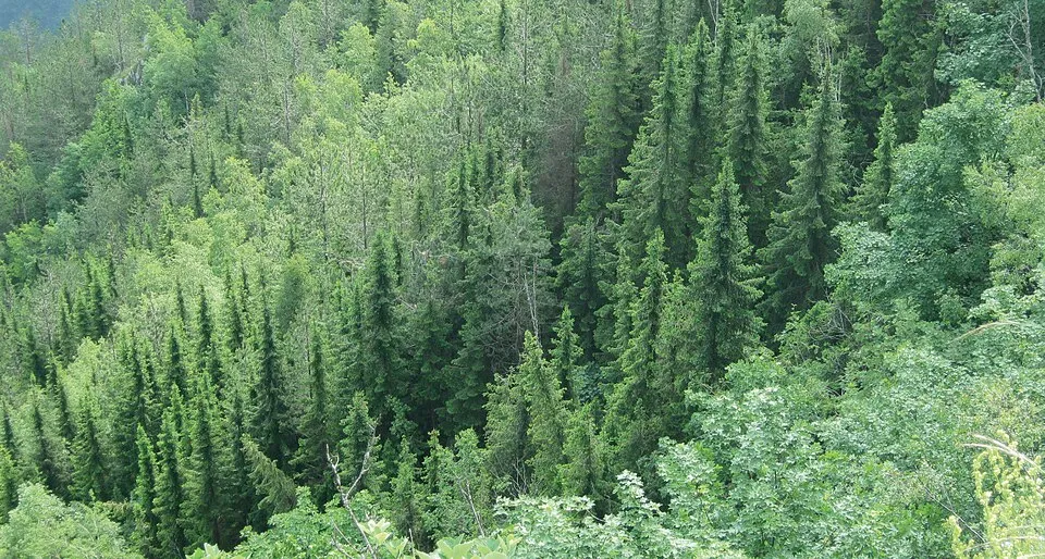 Törpe, gömb szerb lucfenyő / Picea omorika 'Karel'
