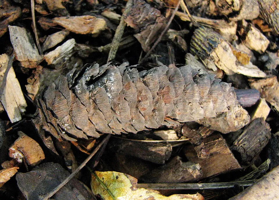 Törpe, gömb szerb lucfenyő / Picea omorika 'Karel'