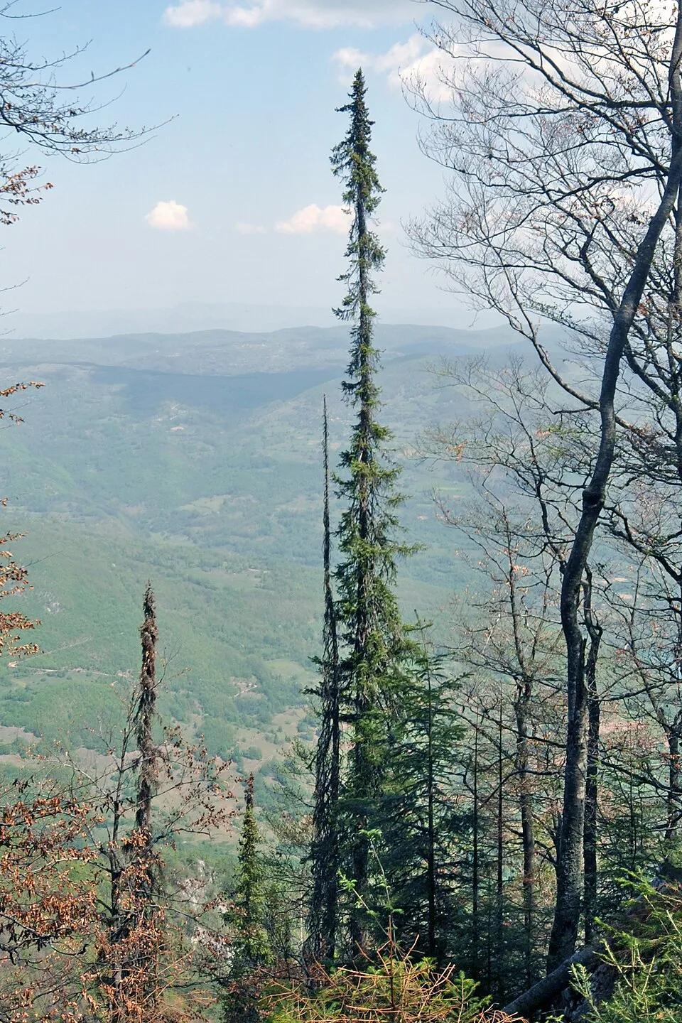Törpe, gömb szerb lucfenyő / Picea omorika 'Karel'