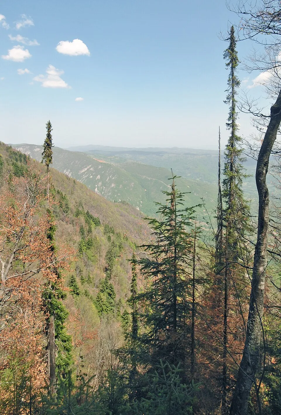 Törpe, gömb szerb lucfenyő / Picea omorika 'Karel'