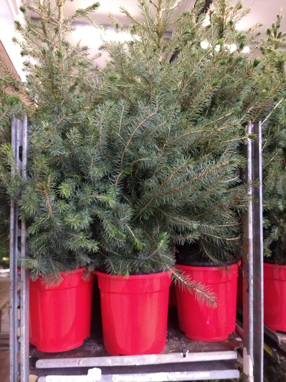 Törpe, gömb szerb lucfenyő / Picea omorika 'Karel'