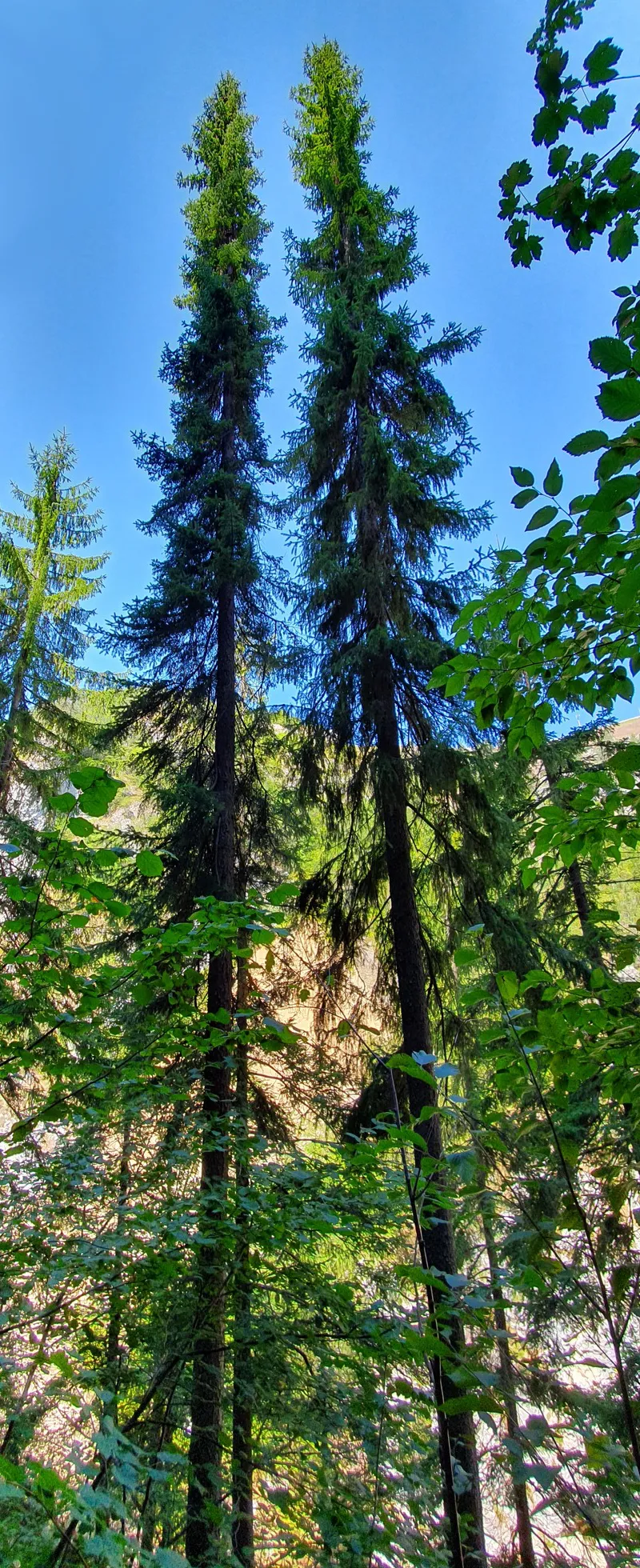 Törpe, gömb szerb lucfenyő / Picea omorika 'Karel'