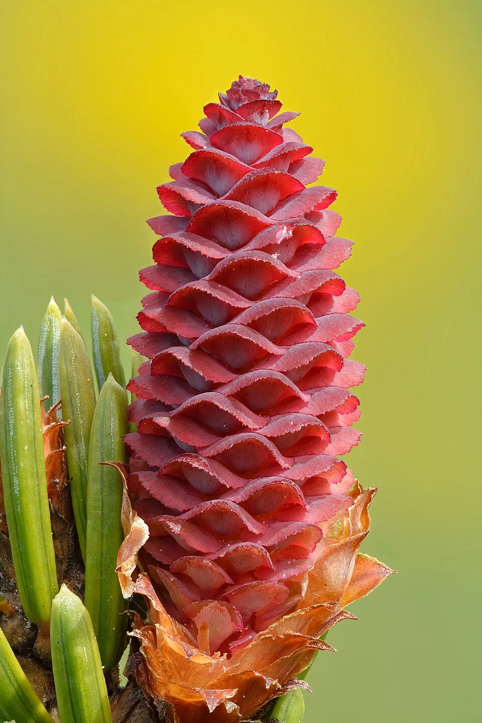 Törpe, gömb szerb lucfenyő / Picea omorika 'Karel'