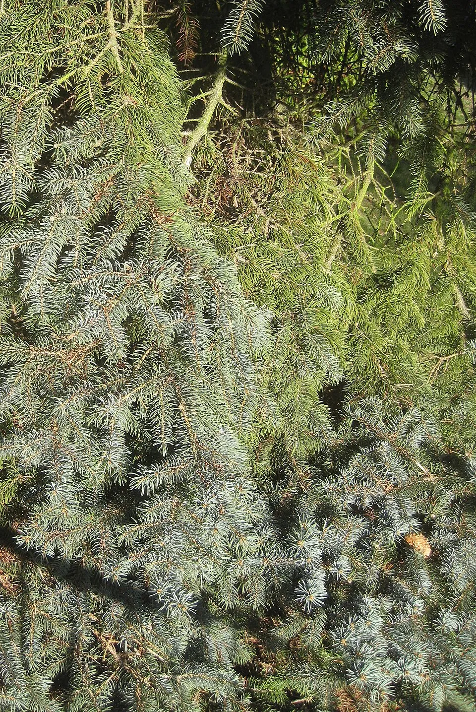 Ezüst lucfenyő / Picea pungens f. glauca 'Kaibab'