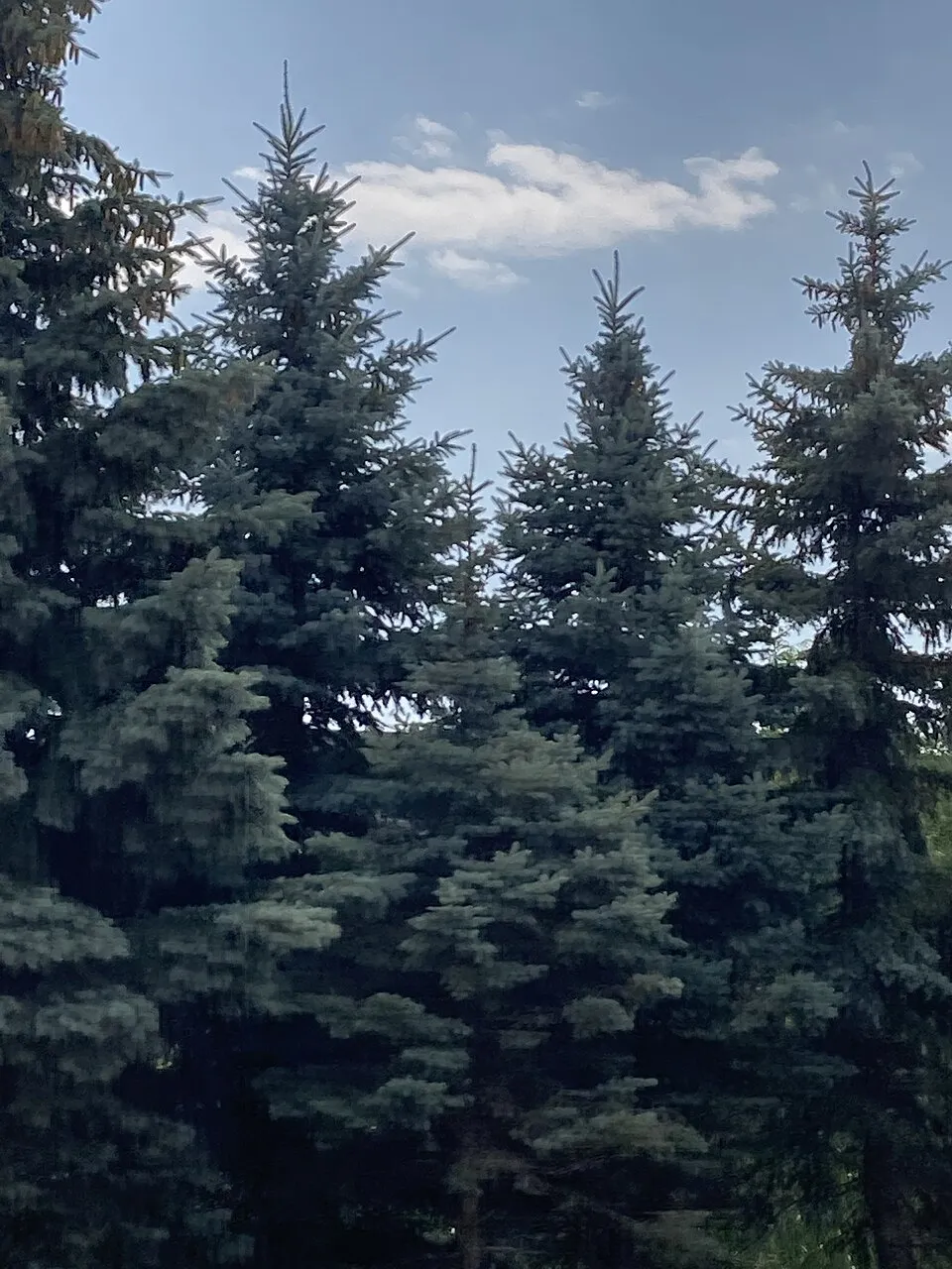 Ezüst lucfenyő / Picea pungens f. glauca 'Kaibab'