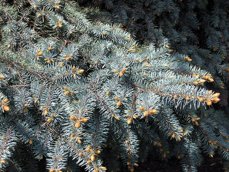 Ezüst lucfenyő / Picea pungens f. glauca 'Kaibab'