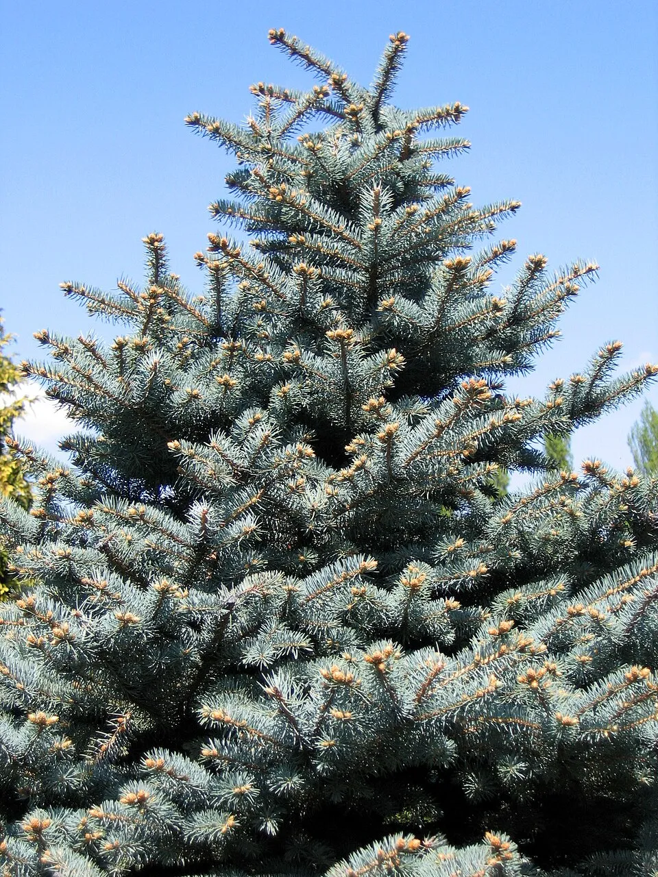 Ezüst lucfenyő / Picea pungens f. glauca 'Kaibab'