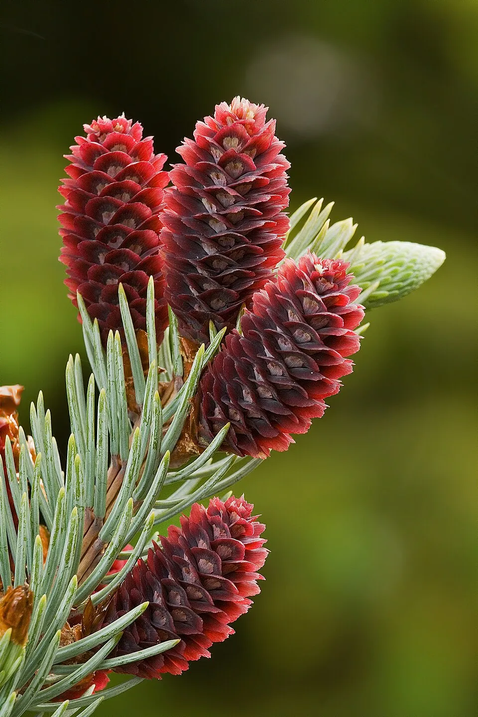 Ezüst lucfenyő / Picea pungens f. glauca 'Kaibab'