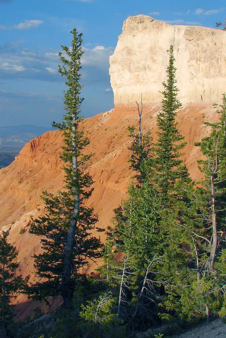 Ezüst lucfenyő / Picea pungens f. glauca 'Kaibab'