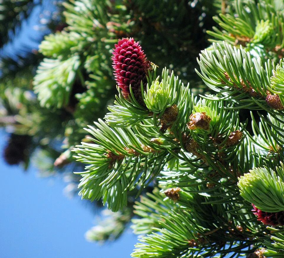 Ezüst lucfenyő / Picea pungens f. glauca 'Kaibab'