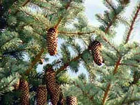 Ezüst lucfenyő / Picea pungens f. glauca 'Kaibab'