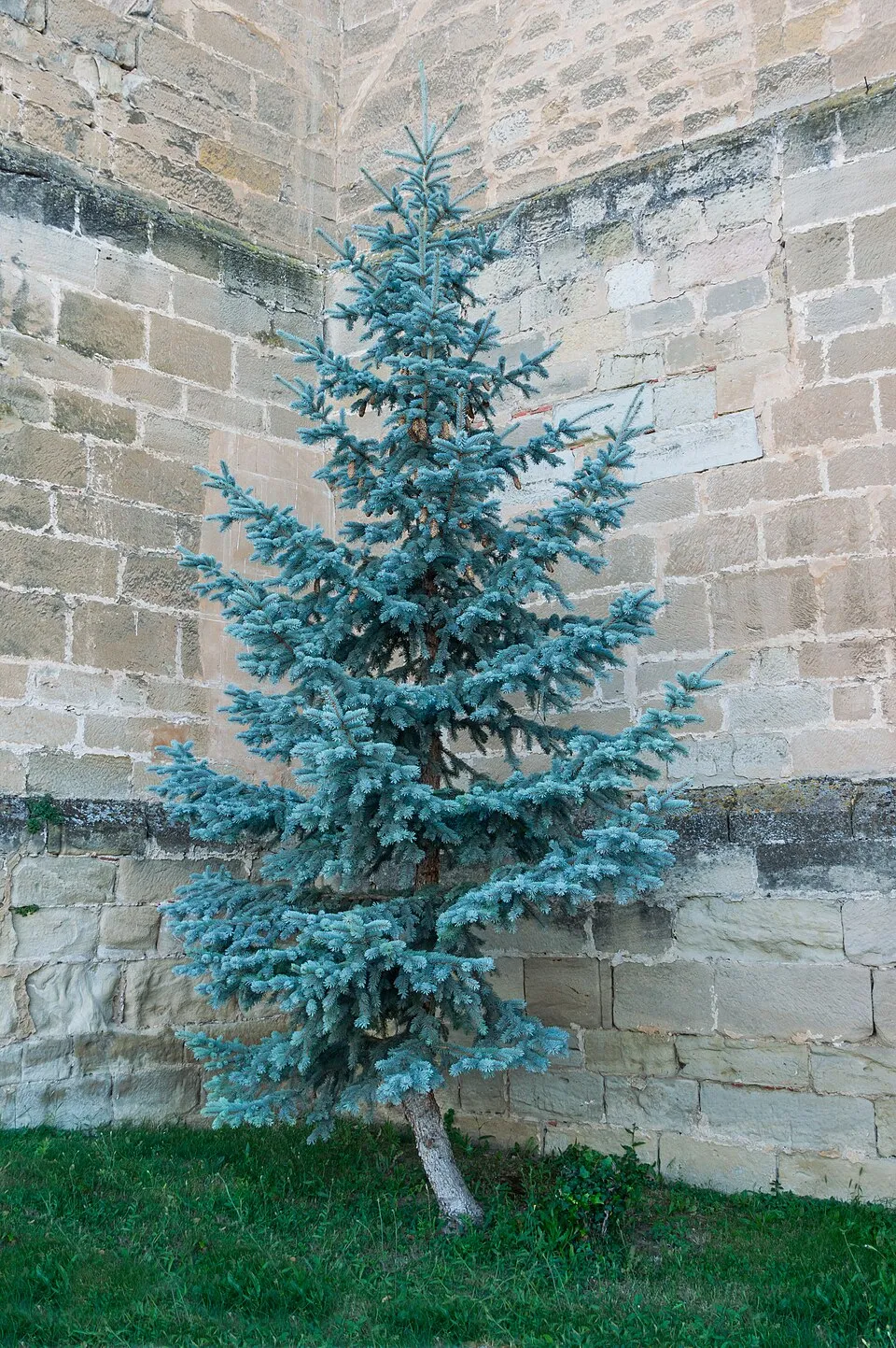 Ezüst lucfenyő / Picea pungens f. glauca 'Kaibab'