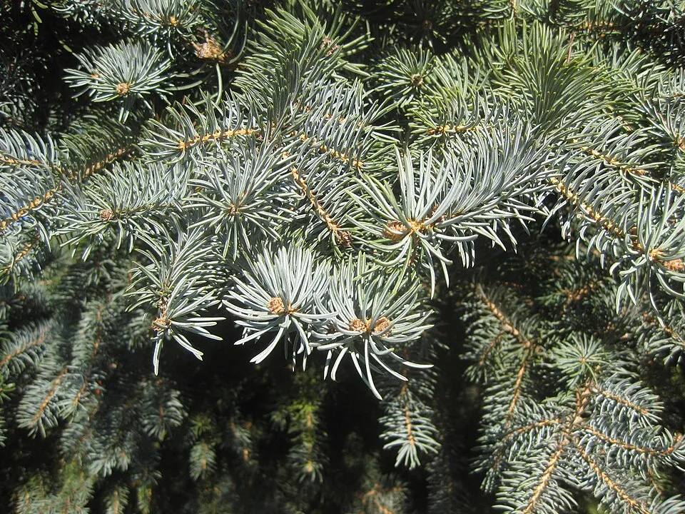 Ezüst lucfenyő / Picea pungens f. glauca 'Kaibab'