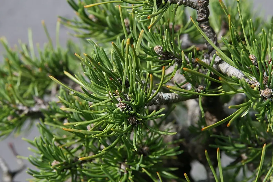 Havasi törpefenyő / Pinus mugo 'Mughus'