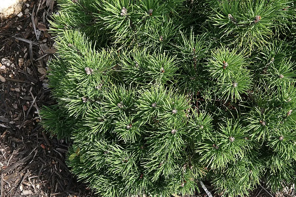 Havasi törpefenyő / Pinus mugo 'Mughus'