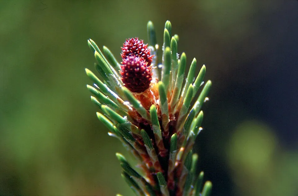 Havasi törpefenyő / Pinus mugo 'Mughus'