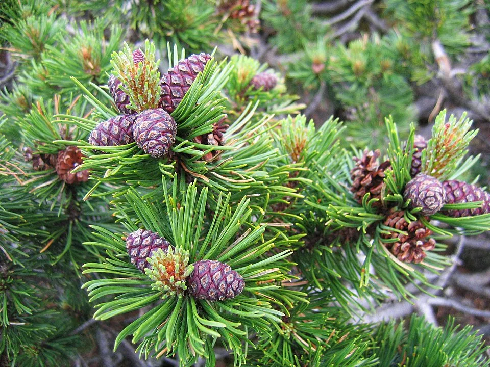 Havasi törpefenyő / Pinus mugo 'Mughus'