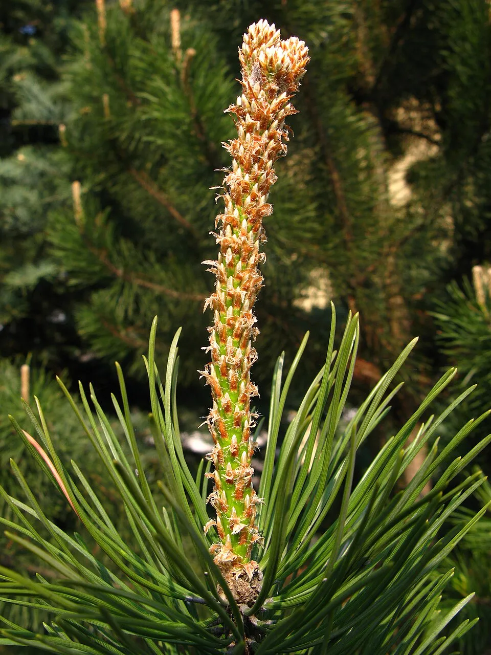 Havasi törpefenyő / Pinus mugo 'Mughus'