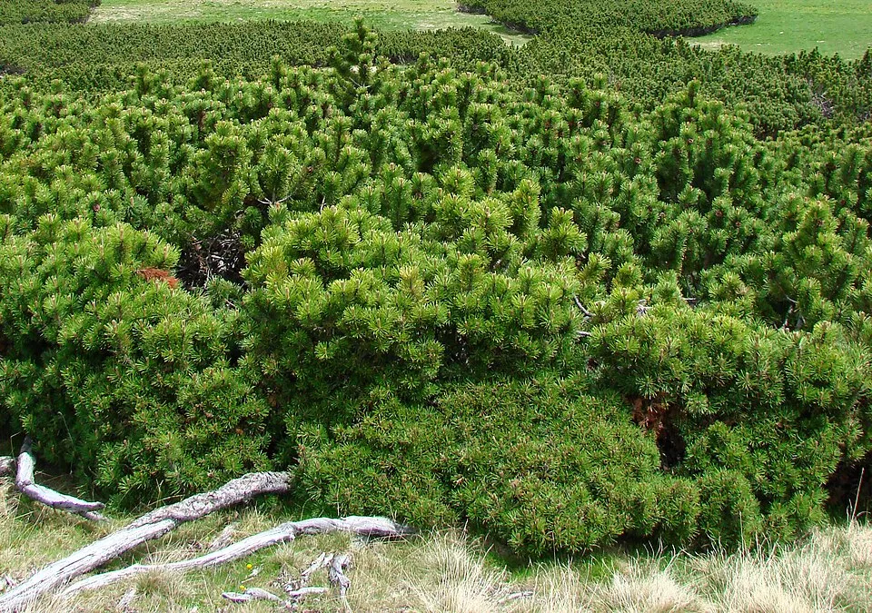 Havasi törpefenyő / Pinus mugo 'Mughus'