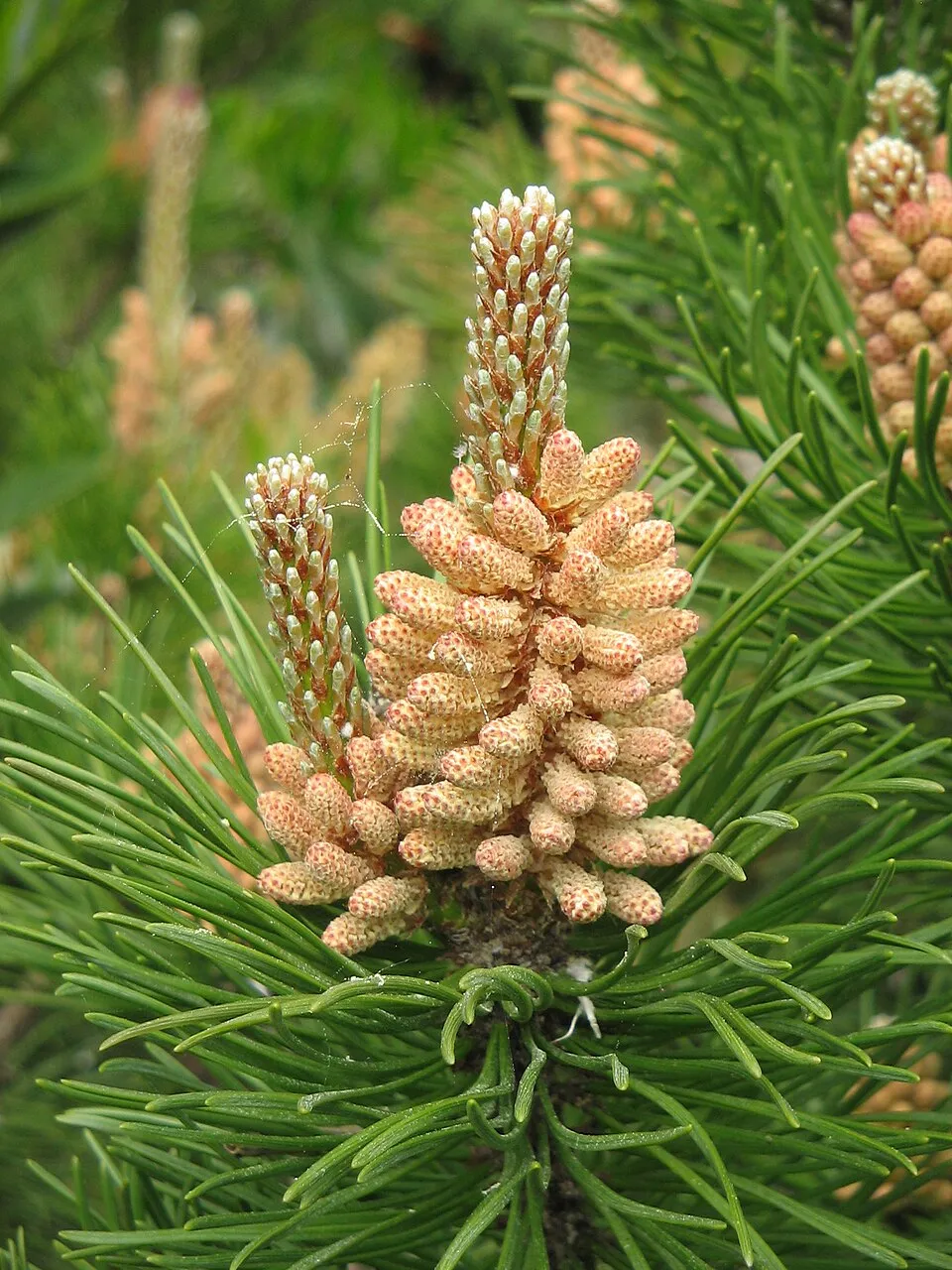 Havasi törpefenyő / Pinus mugo 'Mughus'