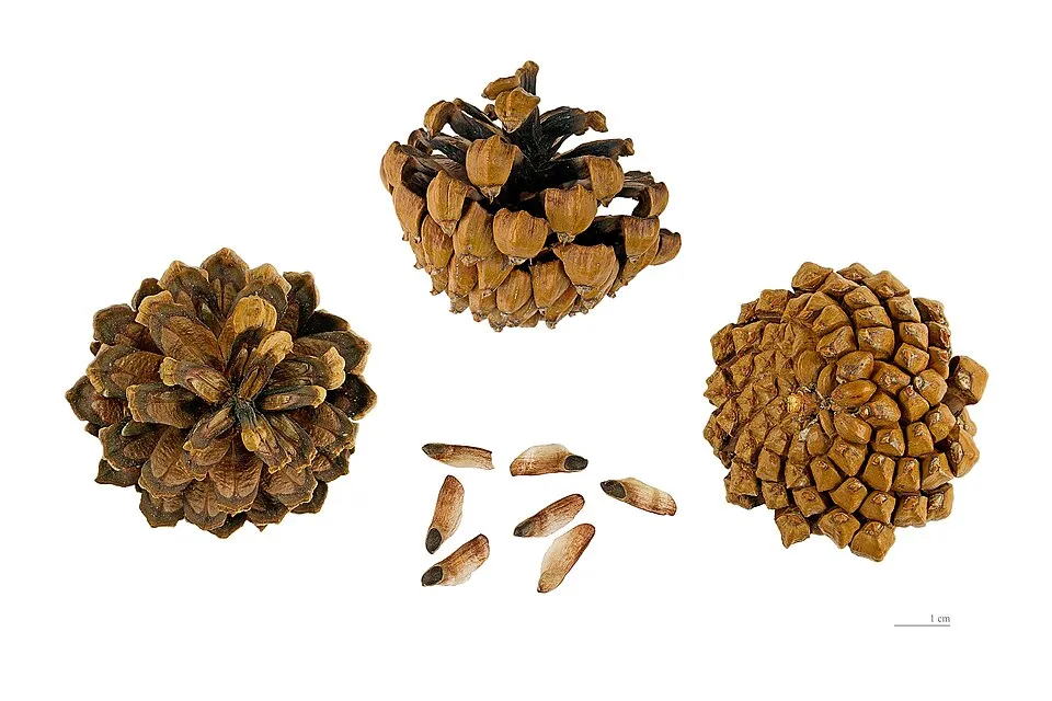Havasi törpefenyő / Pinus mugo 'Mughus'