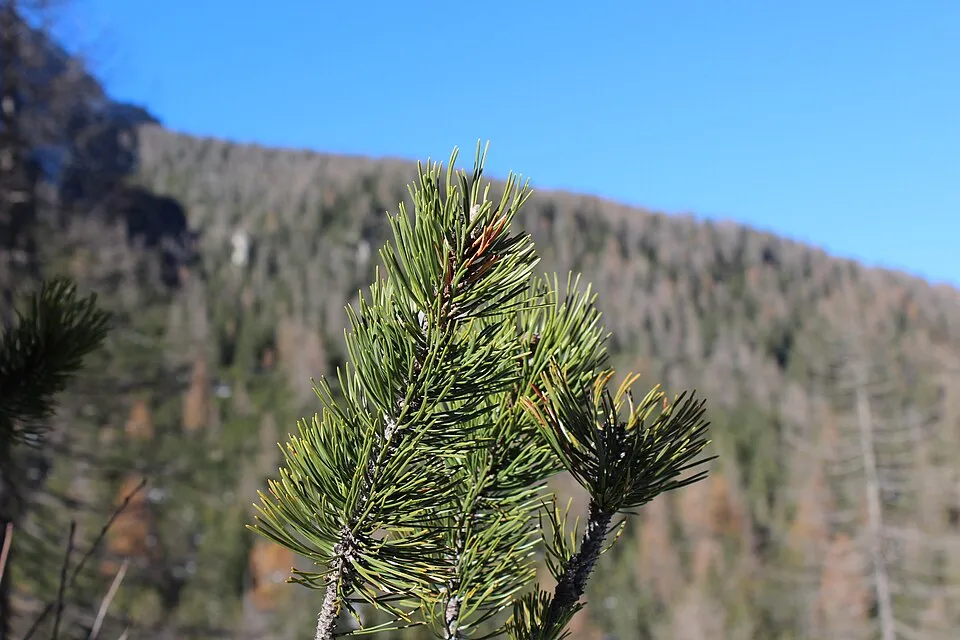Havasi törpefenyő / Pinus mugo 'Mughus'