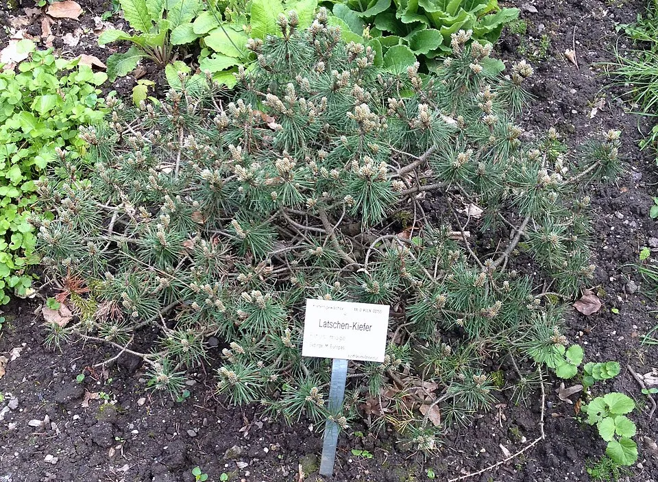 Havasi törpefenyő / Pinus mugo var. 'Pumilio'