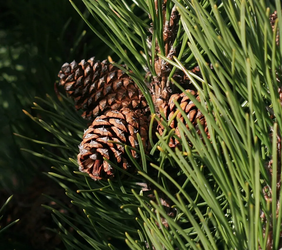 Havasi törpefenyő / Pinus mugo var. 'Pumilio'