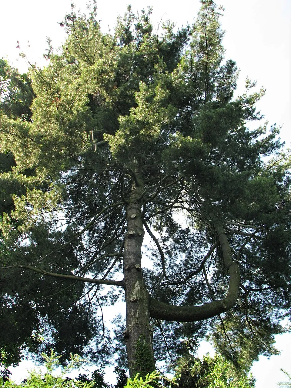 Simafenyő / Pinus strobus